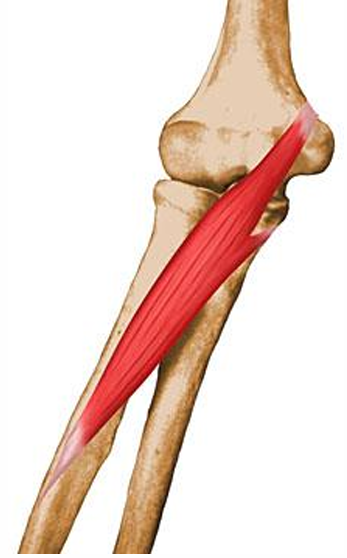 <p>m. pronator teres, i</p>