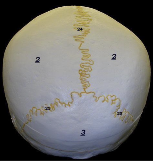 <p>24</p>