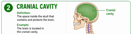 <p>The space inside the skull that contains and protects the brain.<br>Example: The brain is located in the cranial cavity.</p>