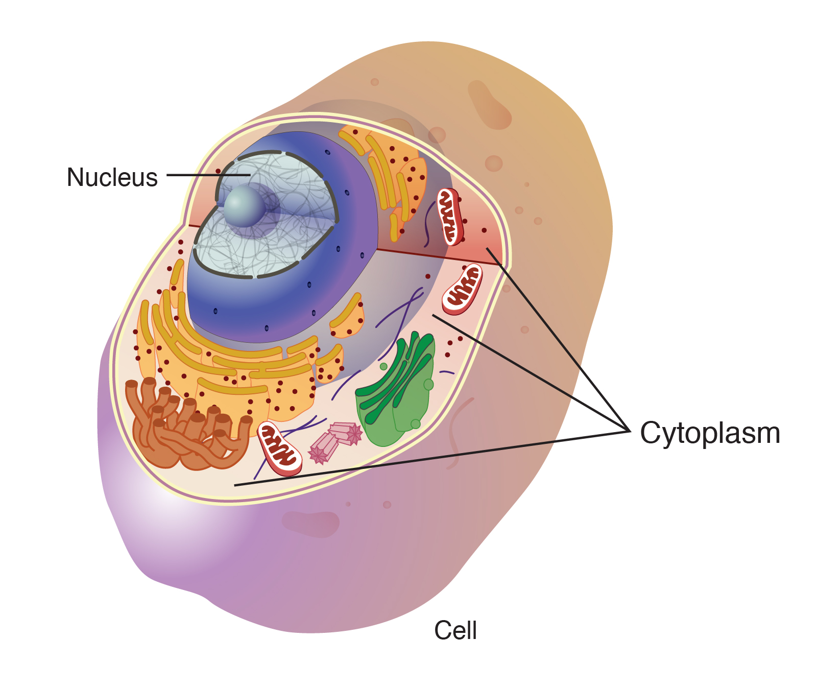 <p>Cytoplasm</p>