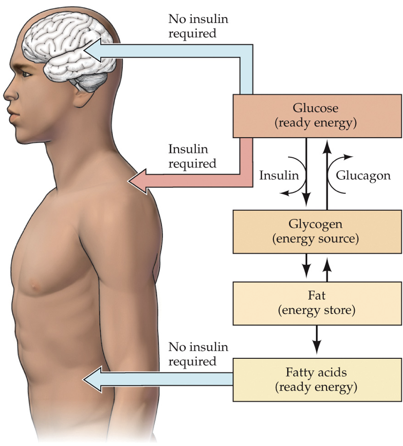 <p>Glucose is the main fuel for energy<br>Glycogen is glucose stored for short term in liver<br>Glycogenesis is converting glucose to glycogen using insulin<br>Lipds are long term storage in fat tissue</p>