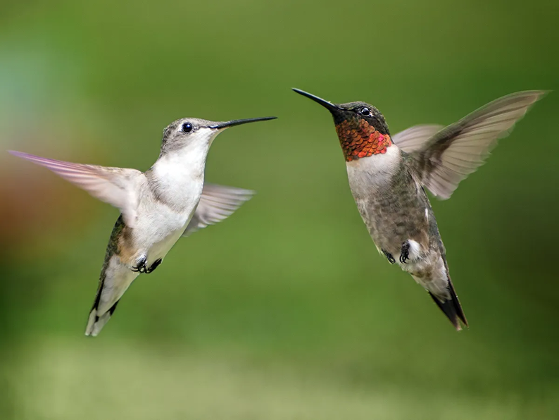 <ul><li><p>promiscuity is infrequent (6% of species)</p><ul><li><p>both sexes have multiple mates; no pair bonds</p></li><li><p>usually only the female provides parental care</p><ul><li><p>e.g., Ruby-throated Hummingbirds</p></li></ul></li></ul></li></ul><p></p>