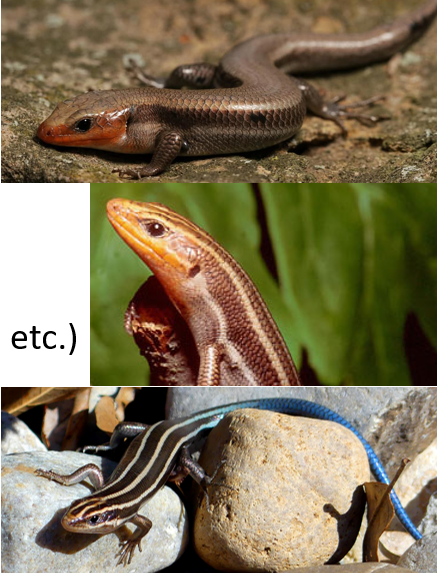 <p>Forested E ¼<br>4 supralabials, 2 postlabials (dont count under the eye)</p><p>5 cream colored stripes</p><p>Blue tail potentially neurotoxic to cats</p><p>Insectivore</p>