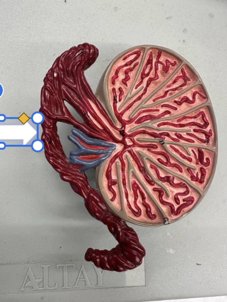 <p>• Sperm mature here</p><p>• younger sperm at the head, older sperm towards the tail</p>