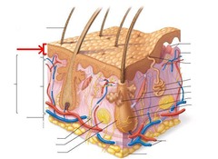 <p>-outermost layer of the skin</p><p>-it provides a barrier to infection from environmental pathogens and regulates the amount of water lost to the body's surroundings</p><p>-constantly being replaced w/ new skin cells from deeper layers</p>