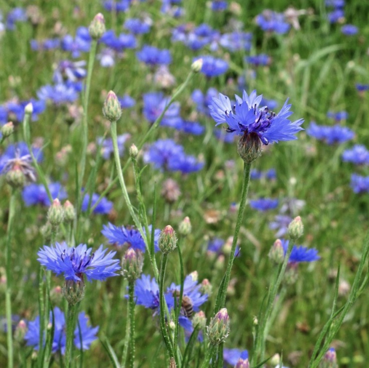 <p>Centaurea cyanus hardiness</p>
