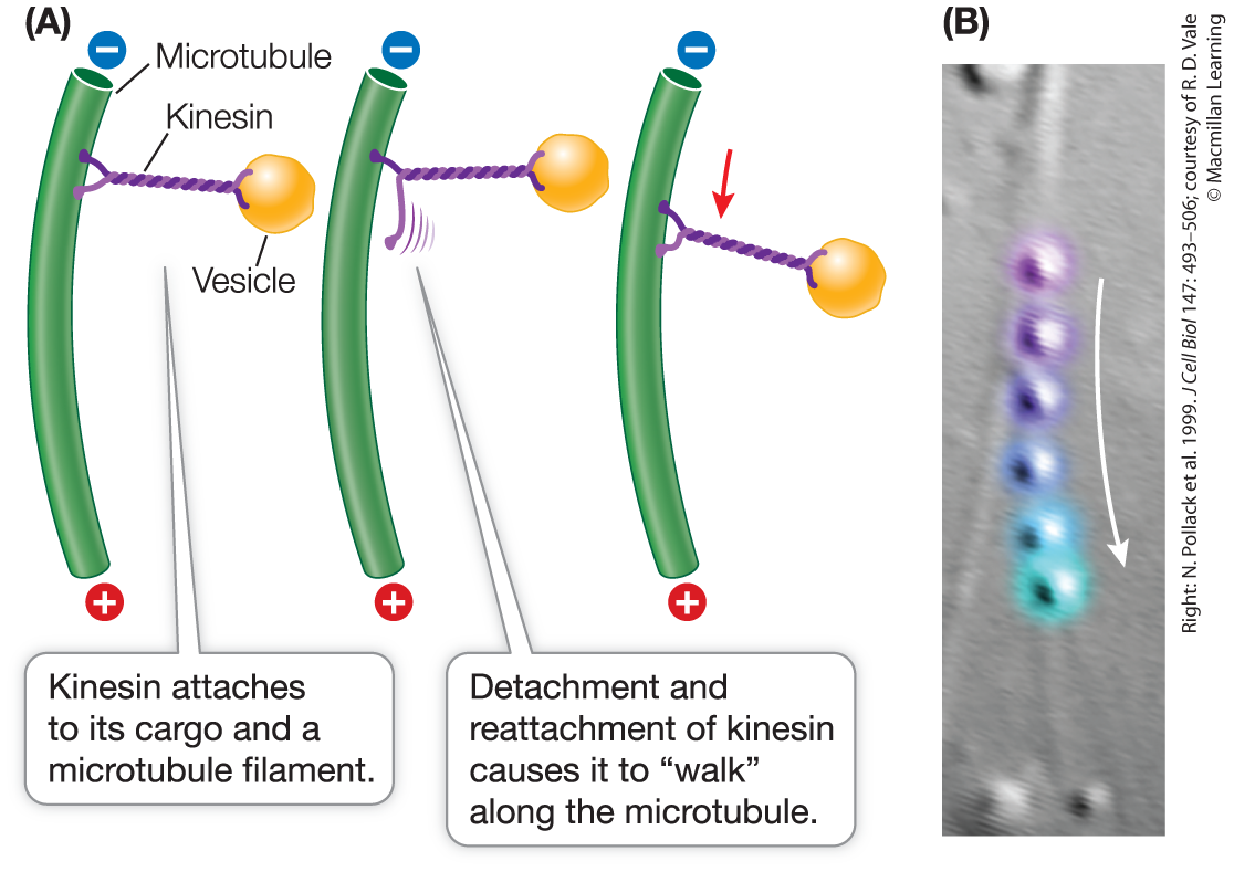 <p>Microtubules</p>