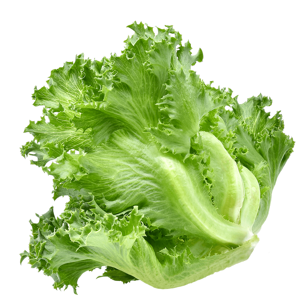 <p>lettuce</p>