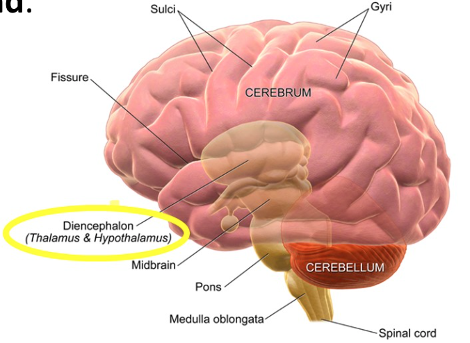 <p>Structure of Diencephalon</p>