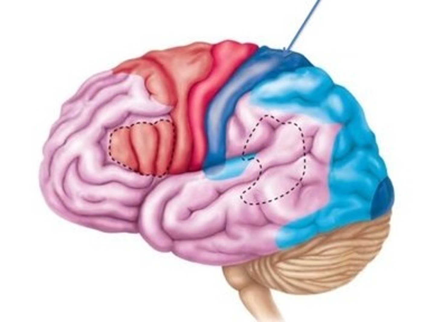 <p>Located in the postcentral gyrus of each parietal lobe; receives nerve impulses for touch, proprioception, pain, and temperature. (Sensory area, Selected Association area)</p>