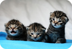 <p>die Katzen</p>