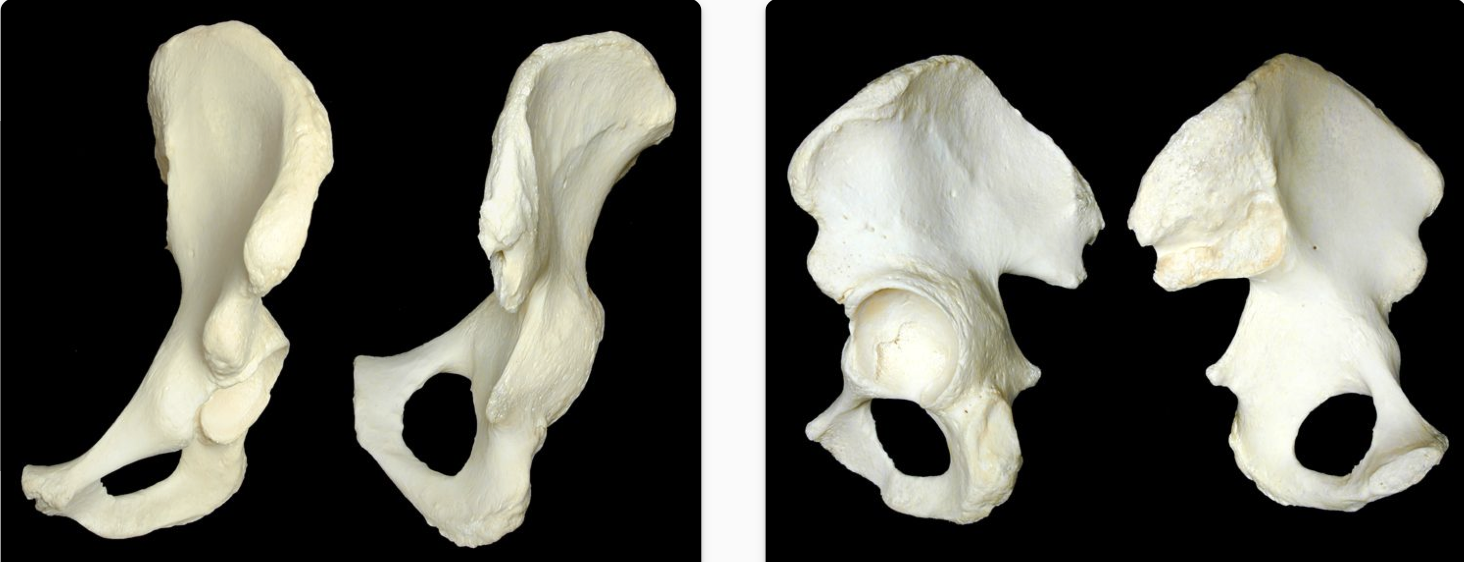<p>Os coxae</p>