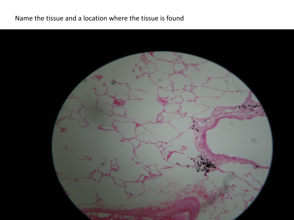 <p>Name of tissue?</p>