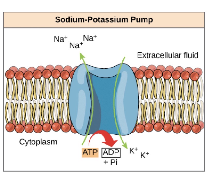 <ul><li><p><span>Die Zelle benötigt die </span><strong><span>Natrium-Kalium-Pumpe</span></strong><span>, um die Konzentrationsgradienten von Na⁺ und K⁺ aufzubauen und aufrechtzuerhalten.</span></p></li><li><p><span>Die Pumpe transportiert unter Verbrauch von ATP (=nach Bindung an das Enzym zu ADP) </span><strong><span>3 Na⁺ nach außen</span></strong><span> und </span><strong><span>2 K⁺ nach innen</span></strong><span> – jeweils gegen ihre Konzentrationsgradienten (Zieht Ionen auf die Seite für Konzentrationsausgleich = chemischer Gradient)</span></p></li><li><p><span>Im Ruhezustand ist die Zellmembran vor allem für K⁺ durchlässig, besitzt aber auch eine geringe Durchlässigkeit für Na⁺.</span></p></li><li><p><span>Deshalb liegt das </span><strong><span>Ruhemembranpotenzial</span></strong><span> nicht genau beim K⁺-Gleichgewichtspotenzial (Nernst-Potenzial), sondern ist </span><strong><span>etwas weniger negativ</span></strong><span>.</span></p></li></ul><p><strong><span>Warum?</span></strong></p><ul><li><p><span>K⁺ diffundiert aufgrund seines Konzentrationsgradienten überwiegend </span><strong><span>aus der Zelle heraus</span></strong><span>.</span></p></li><li><p><span>Gleichzeitig strömt eine kleine Menge Na⁺ </span><strong><span>in die Zelle hinein</span></strong><span>.</span></p></li><li><p><span>Dadurch entsteht ein </span><strong><span>Netto-Auswärtsstrom von K⁺</span></strong><span>, während ständig etwas Na⁺ eintritt.</span></p></li></ul><p><strong><span>Bedeutung der Natrium-Kalium-Pumpe</span></strong></p><p><span>Ohne die Pumpe würden sich die Konzentrationsunterschiede mit der Zeit abbauen:</span></p><ul><li><p><span>Na⁺ würde sich in der Zelle anreichern.</span></p></li><li><p><span>K⁺ würde aus der Zelle verloren gehen.</span></p></li><li><p><span>Das Ruhemembranpotenzial könnte nicht dauerhaft aufrechterhalten werden. => Nervenzelle wäre nicht mehr erregbar</span></p></li></ul><p>  </p>