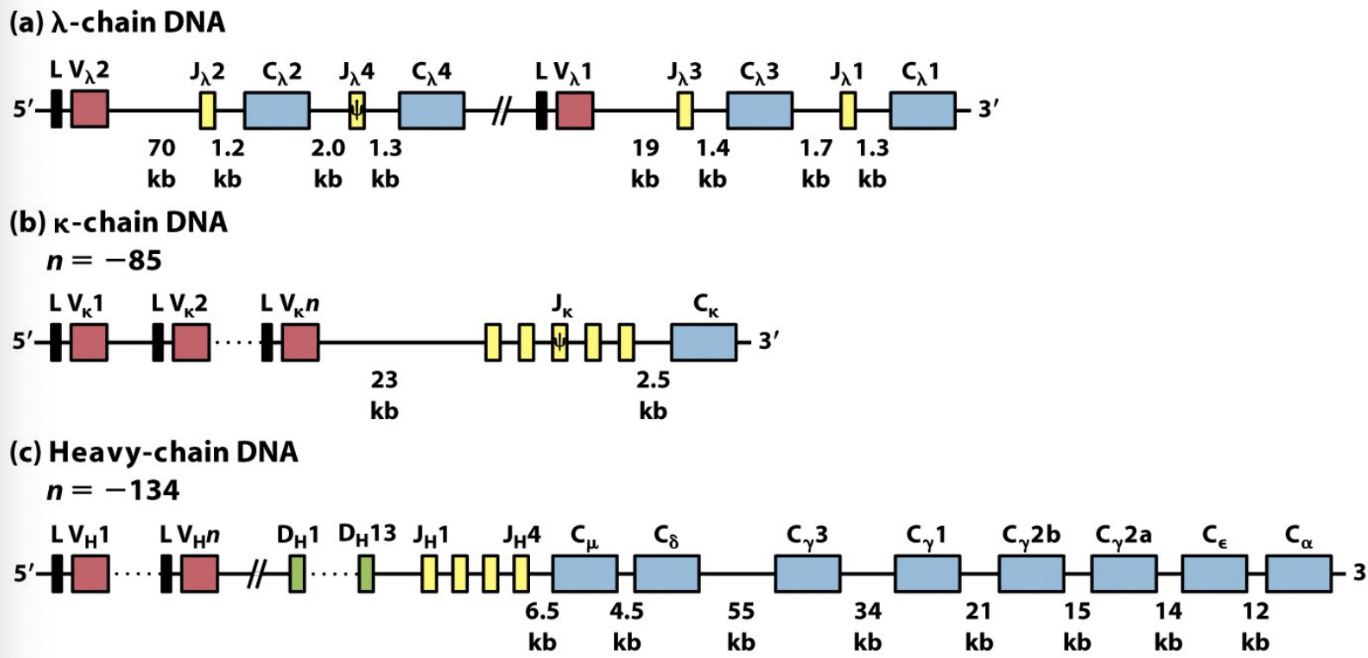 <p>The murine (mouse) immunoglobulin (Ig) system has 3 distinct loci, which are specific locations on chromosomes containing clusters of gene segments.</p><ol><li><p><span><em><u>λ</u></em></span><strong><u> Light-chain Locus (Chr 16):</u></strong><u> </u>Has a few V and J segments paired with <span><em>Cλ</em>1, <em>Cλ</em>2 ,<em>Cλ</em>3, </span><em>Cλ</em>4 (constant) genes. </p></li><li><p><span><em><u>κ</u></em></span><strong><u> Light-chain Locus (Chr 6):</u></strong> Has 85 V segments, 5 J segments (including one pseudogene), and one <span><em>Cκ</em></span> gene.</p></li><li><p><strong><u>Heavy-chain Locus (Chr 12):</u></strong> Has 134 V segments, 2 D segments, 4 J segments, and C genes (<span><em>Cμ</em>, <em>Cδ</em>, <em>Cγ</em>3, <em>Cγ</em>1, <em>Cγ</em>2<em>b</em>, <em>Cγ</em>2<em>a</em>, <em>Cϵ</em>, <em>Cα</em></span>).</p></li></ol><p></p>