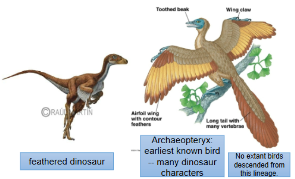 <p>Origin of birds: diverged from a group of bipedal, feathered</p><p>dinosaurs called theropods during late Mesozoic Era</p>