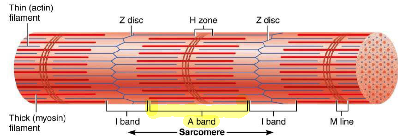 <p>Dark bands of myofibrils where thick (myosin) filaments overlap with thin (actin) filaments</p><ul><li><p>H band = middle of the A-band and its not as dark because it contains only thick filaments, with no overlap from thin filaments (also where there are no myosin heads from thick filaments)</p></li><li><p>M-line = middle of H band</p></li></ul><p></p>