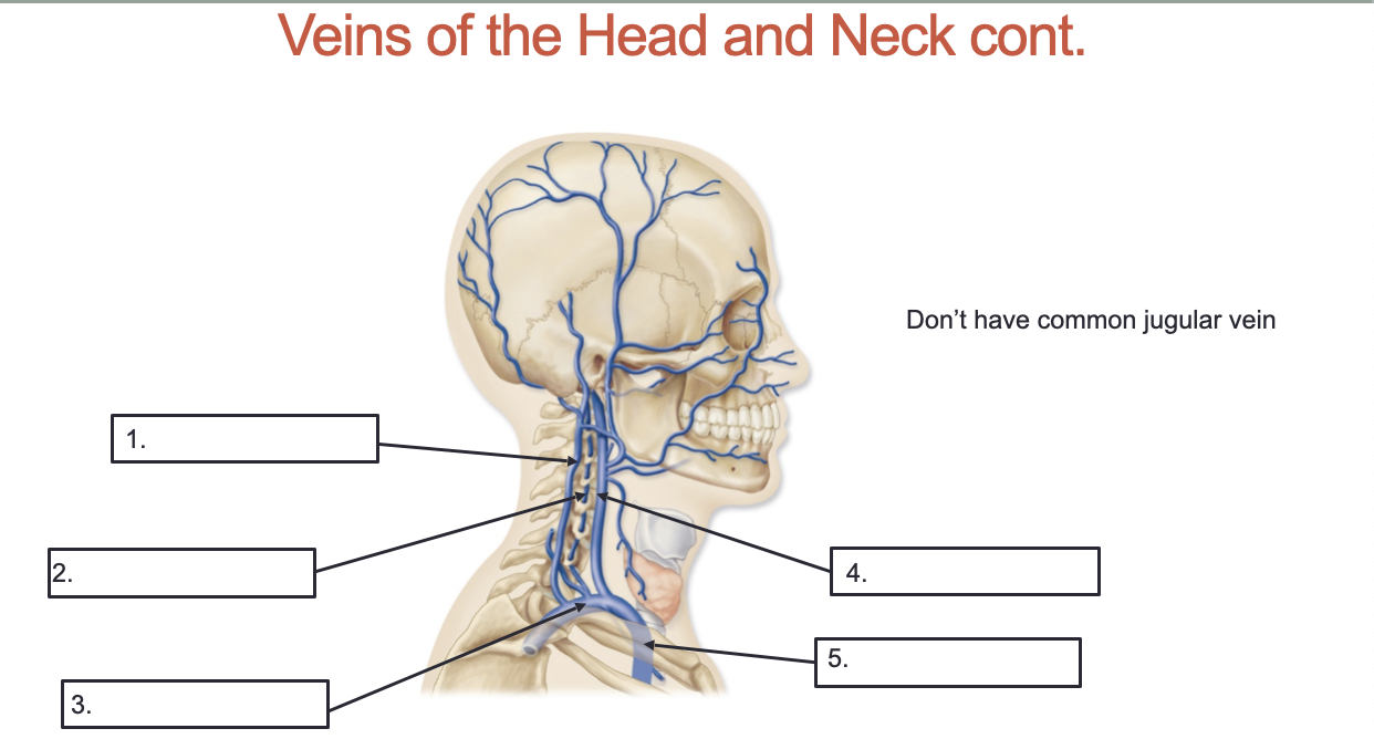<p>What are these Veins of the Head and Neck?</p>