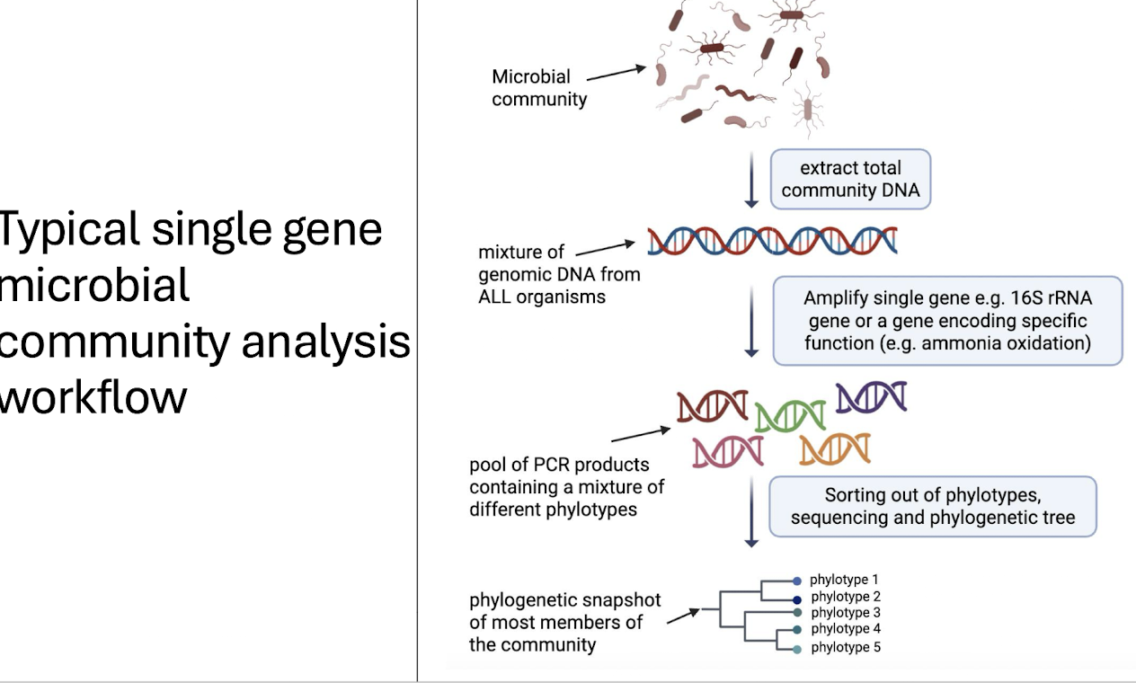 <p><strong>How do we separate phylotypes?</strong></p>