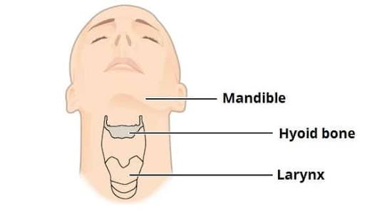 <p>a U-shaped bone in the neck that supports the tongue.</p>