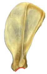 knowt flashcard image