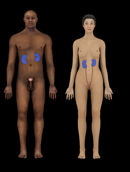 <p><span>Kidney</span></p>