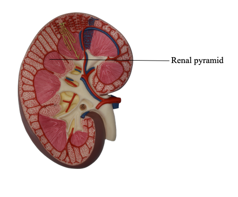 <p>cone-shaped structures in the renal medulla </p>