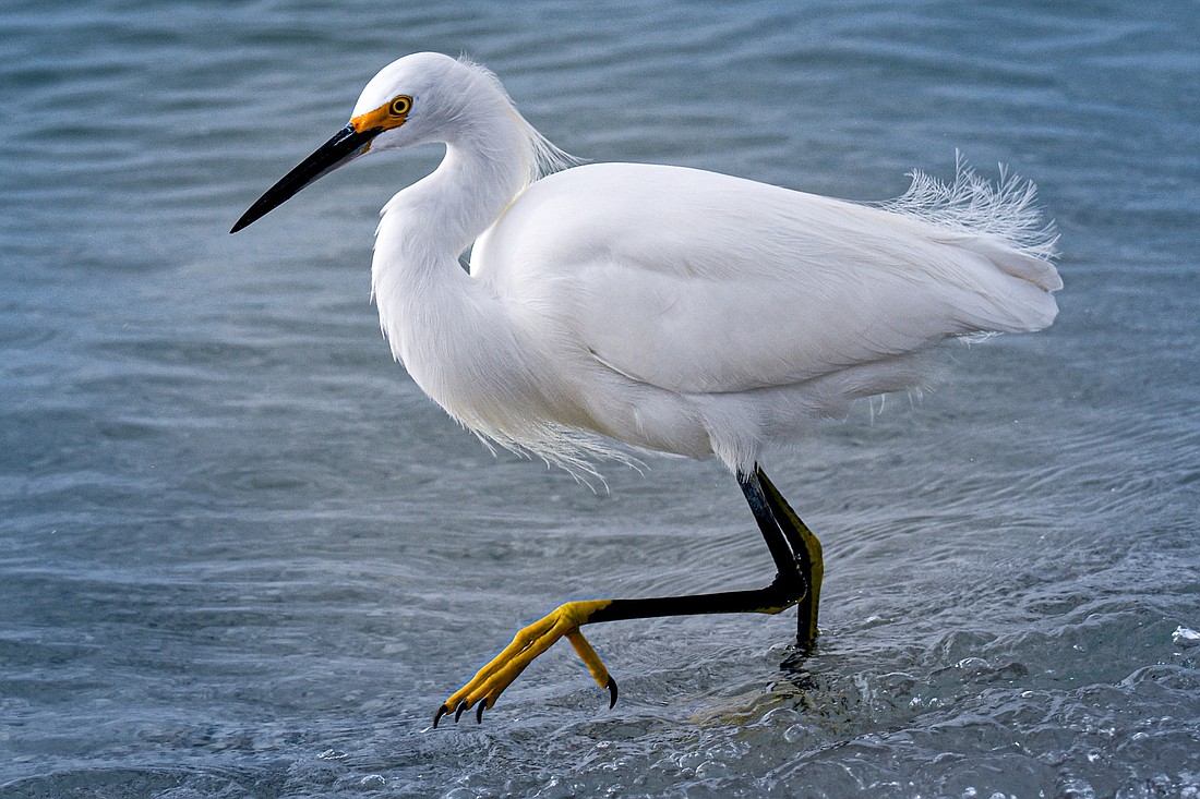 <p>snowy egret</p>