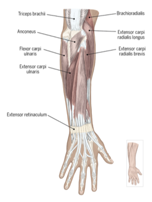 <p>tricpes brachii</p><p>anconeus </p><p>flexor carpi ulnaris</p><p>extensor carpi ulnaris </p><p>extensor retinaculum</p><p>extensor carpi radialis longus </p><p>extensor carpi radialis brevis </p>