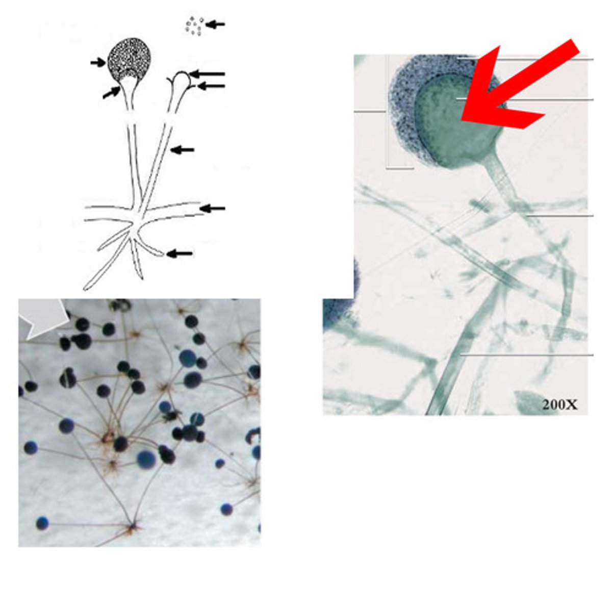 <p>Enlarged, dome-shaped</p><p>Tip of sporangiophore</p>