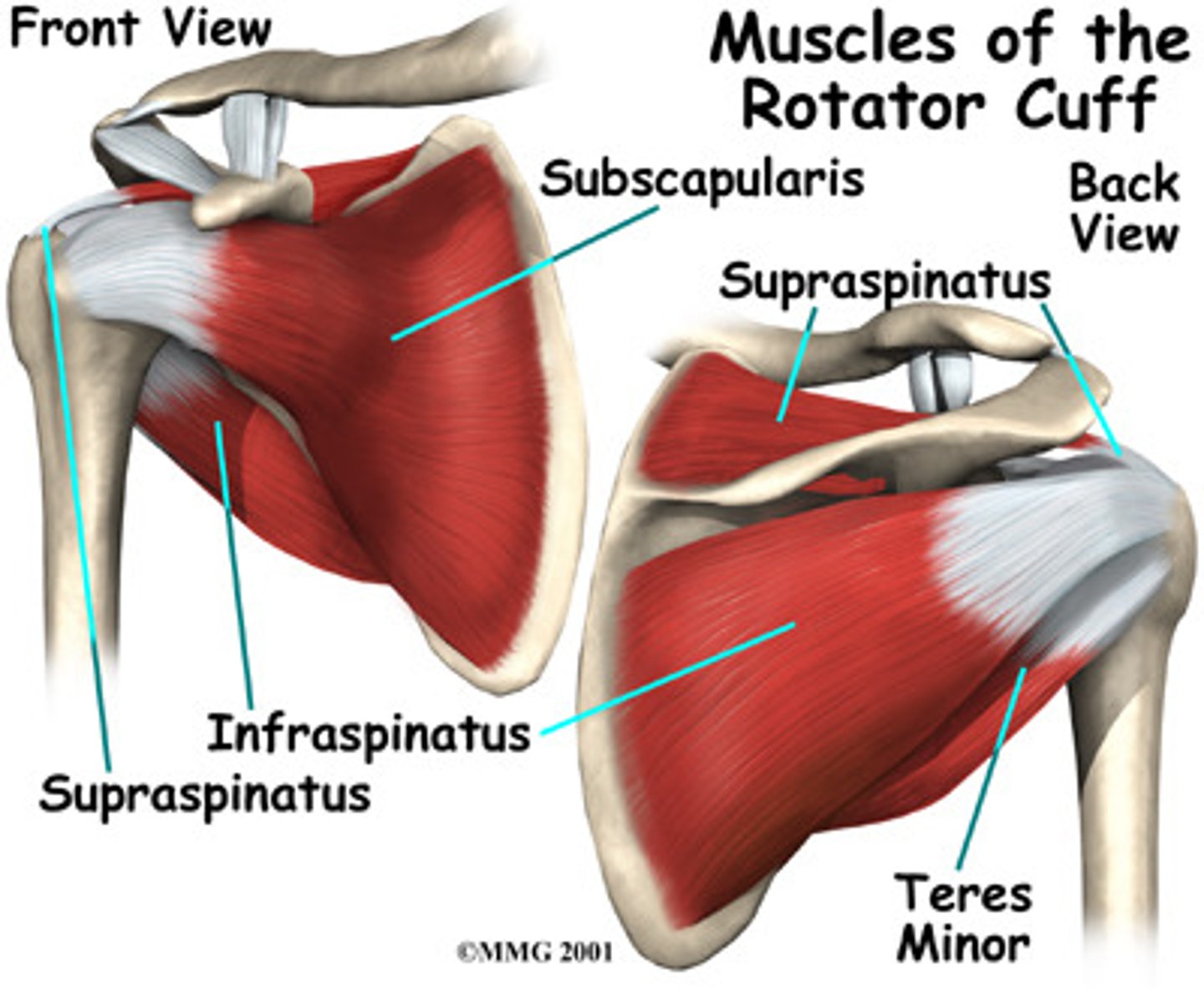 <p>supraspinatus, infraspinatus, teres minor, subscapularis</p>