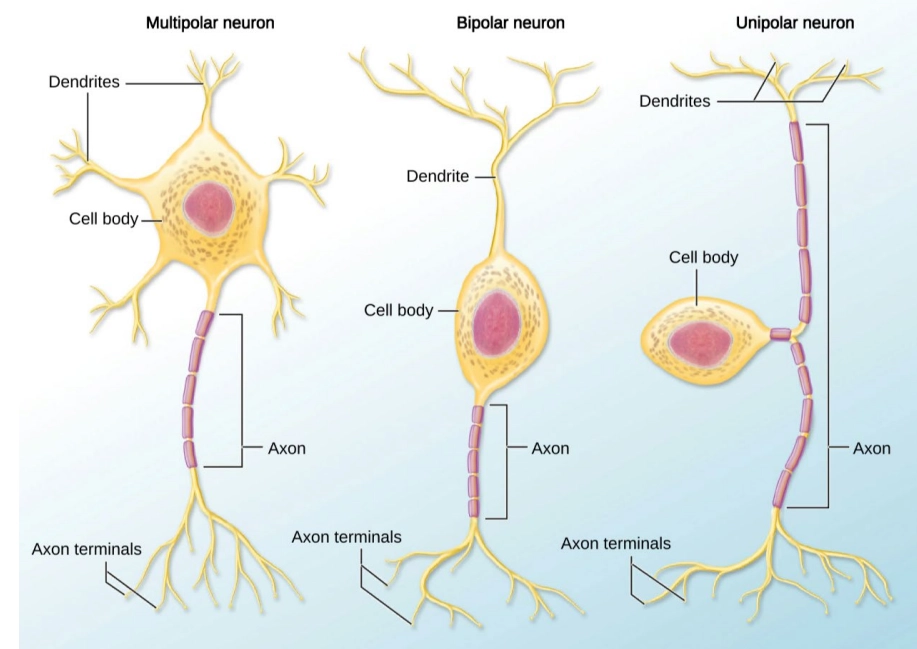 <p>Neuronal shapes: cell body is off to one side of axon</p><ul><li><p>sensory neuron</p></li><li><p>input & output arm</p></li></ul><p></p>