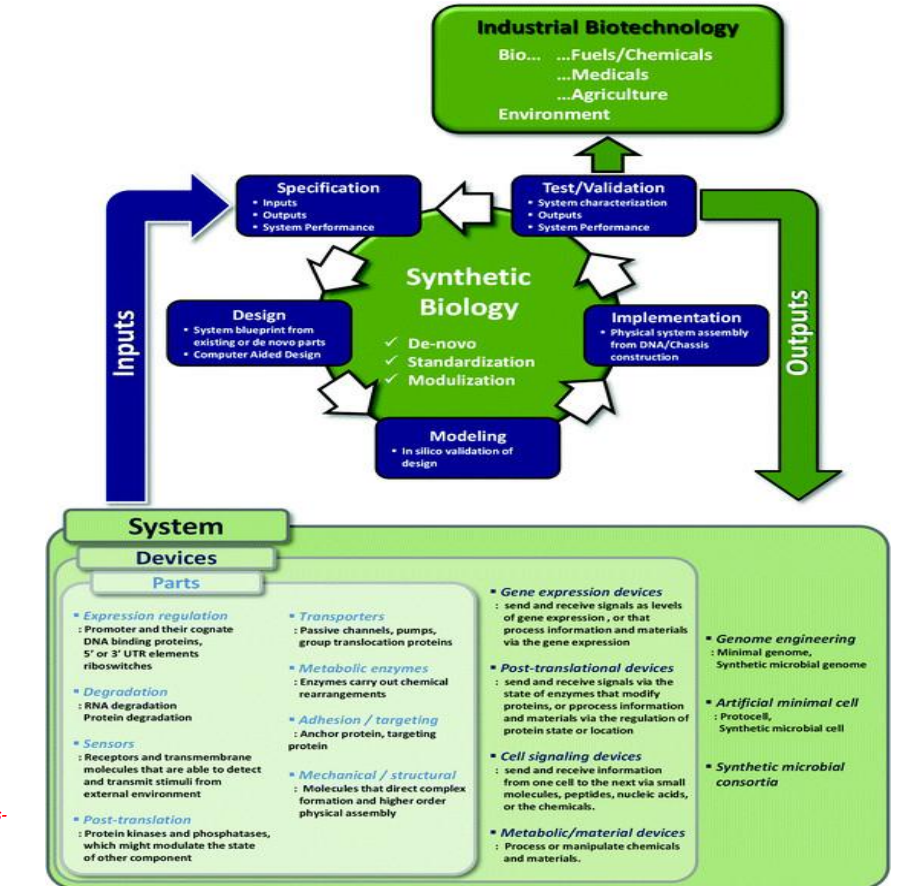<p><strong>Synthetic biology engineering design pipeline: </strong>Modeling → in silico validation </p><p></p>