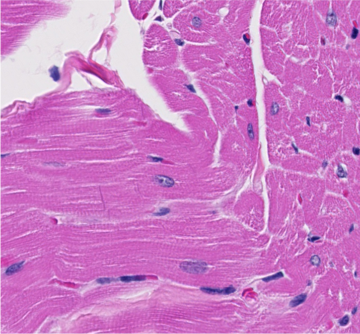 <p><span style="font-family: "Calibri Light";">ID the type of muscle.</span></p>