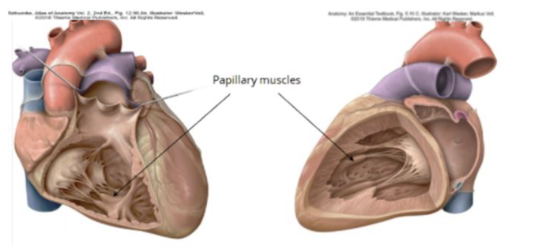 <p>Papillary muscles</p><ul><li><p>smaller muscular projection on the internal walls of ventricles that attach to valves of heart </p></li></ul><p></p>