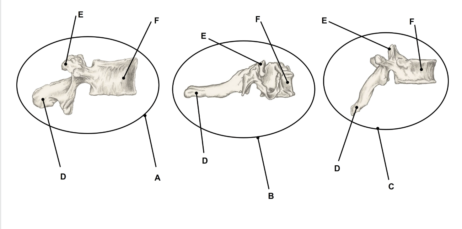 <p>Match the appropriate term with the landmark or structure </p>