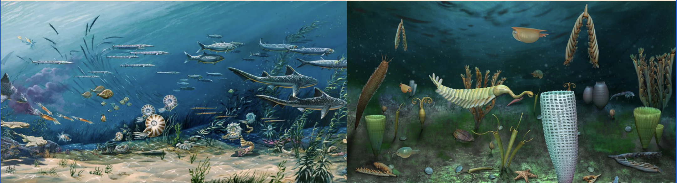 <p><u>Early Animals</u></p><p>• Used environment</p><p>• No construction</p><p>• Marine stability</p>