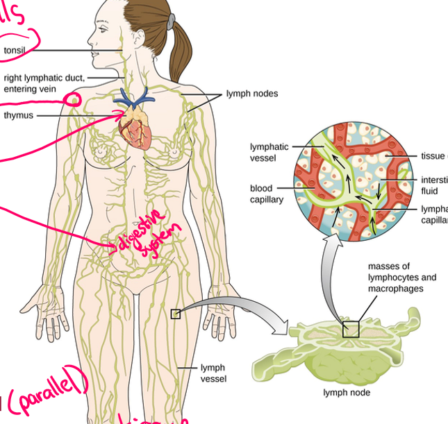 <p>explain the lymphatic system </p>