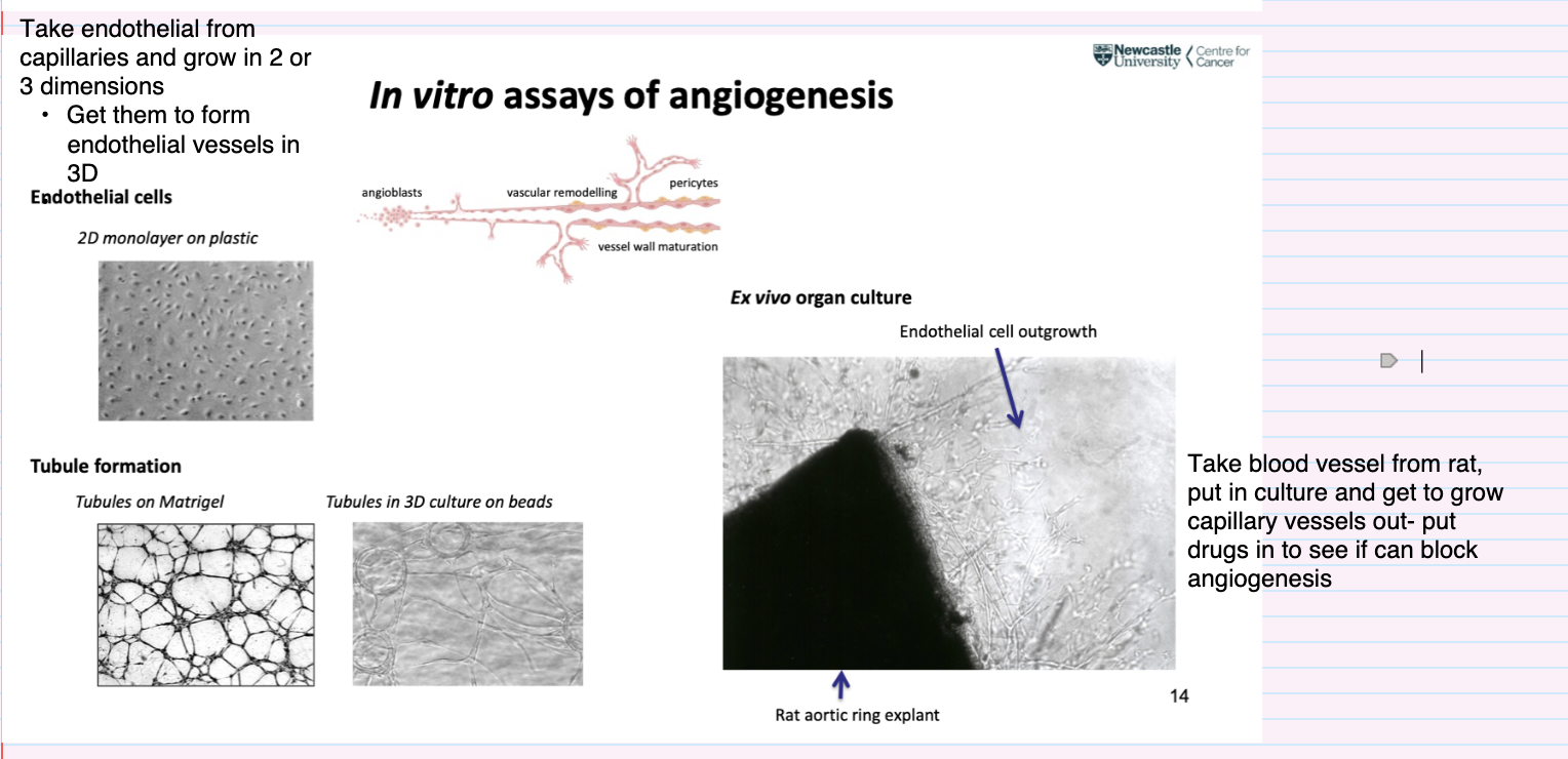 <ul><li><p><strong>Rat aortic ring explant assay</strong>:</p><ul><li><p>Take <strong>blood vessel (rat aorta)</strong> and culture it</p></li><li><p>Observe <strong>endothelial cell outgrowth</strong> and capillary sprouting</p></li></ul></li><li><p>Used to:</p><ul><li><p>Study angiogenesis in a more tissue-like context</p></li><li><p>Test drugs by adding them to see if they <strong>block angiogenesis</strong></p></li></ul></li></ul><p></p>