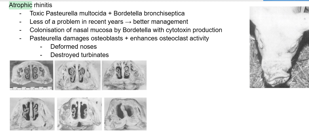 <p>Usually good/self-limiting unless complicated. (better managed in recent years)</p><ul><li><p>Pasteurella multocida</p></li><li><p>B. bronchiseptica</p></li></ul><p></p>