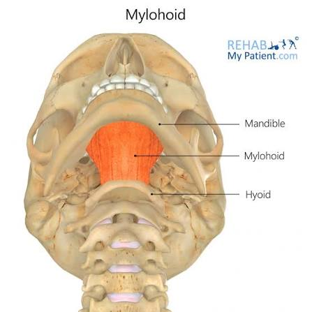 <p>O: mandible</p><p>I: hyoid</p><ul><li><p>forms the floor of the mouth</p></li></ul><p>A:</p><ul><li><p>hyoid fixed: depress mandible</p></li><li><p>mandible fixed: elevate hyoid</p></li></ul><p>N: trigeminal nerve, mandibular division</p><p></p>