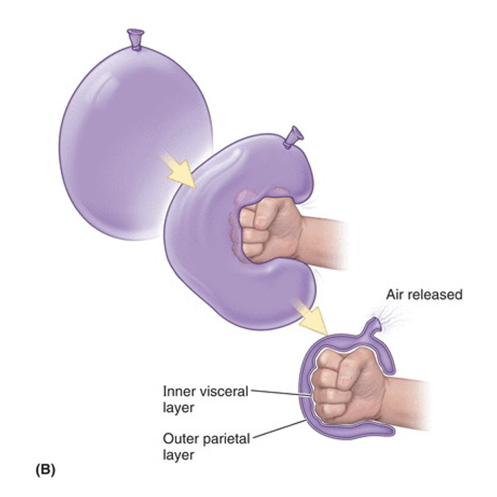 <ul><li><p>Reduce friction between moveable organs and the walls of their compartments.</p></li><li><p>Form a serous sac that allows for smooth movements of heart, lungs, GI organs.</p></li><li><p>Continuous sheets that covers organs and compartment walls.</p></li></ul><p></p>