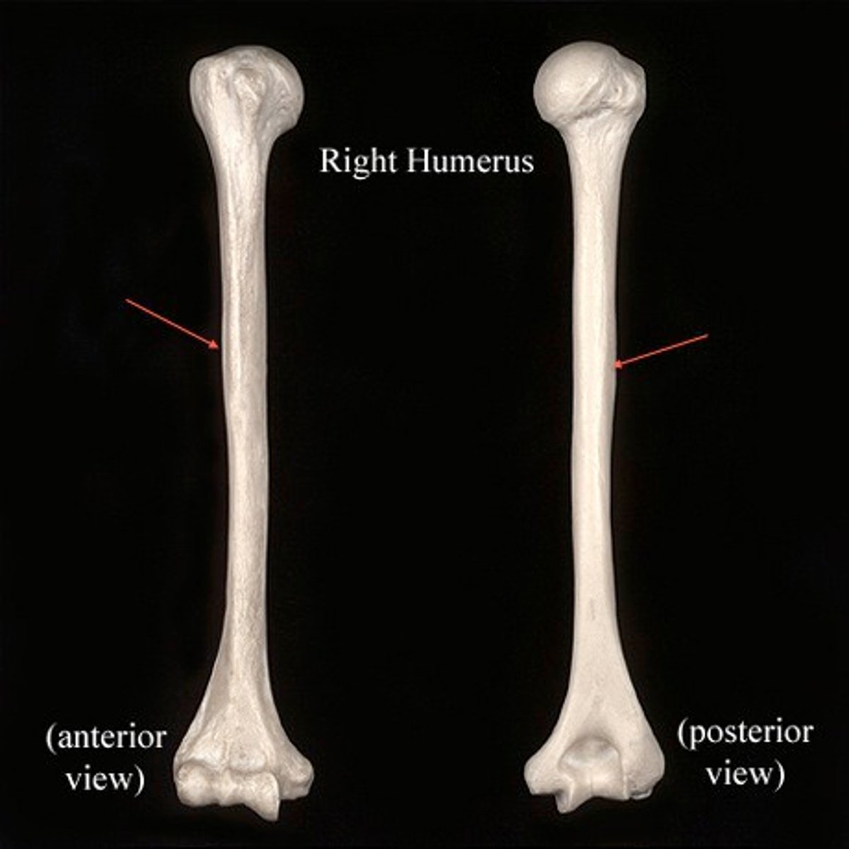<p>- rough area where deltoid muscle attaches</p>