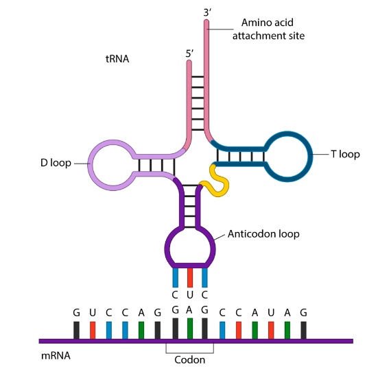 <ul><li><p>The complementary base pairing rule</p></li><li><p>codons are on mRNA, whereas anticodons are on tRNA</p><ul><li><p>they are complementary to each other</p></li></ul></li></ul><p></p>