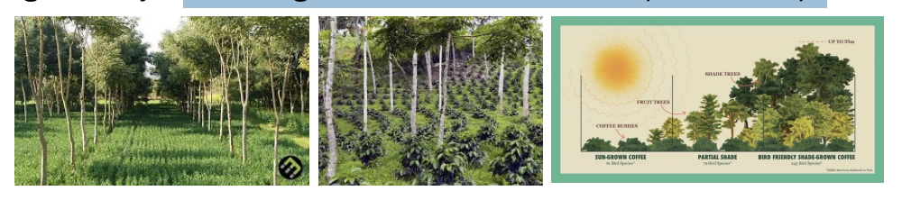 <ul><li><p>combining natural forests with tree crops or row crops</p></li></ul><p></p>