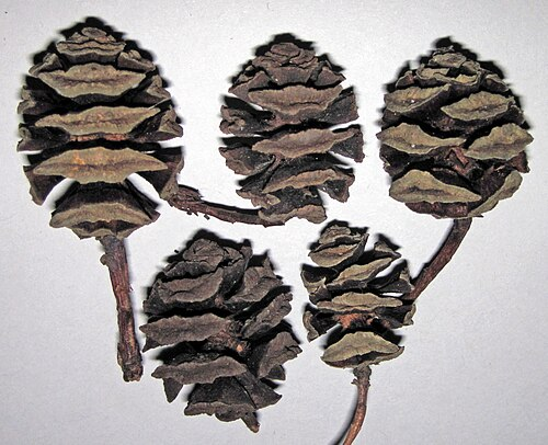 <p>Metasekwoja Chińska</p><p>Metasequoia glyptostroboides</p>