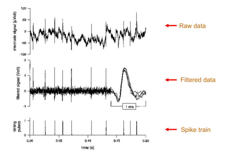 <p>Raw Data → Filtered Data → Spike Train</p>