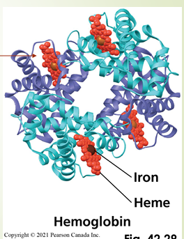 <p>Pigments are proteins that circulate with blood and bind to specific cells </p><p>E.g., Hemoglobin binds to erythrocytes (red blood cells)</p><p>Each iron atom can bind 4 molecules of O2 </p><p>4 iron atoms per hemoglobin molecule</p><p></p>