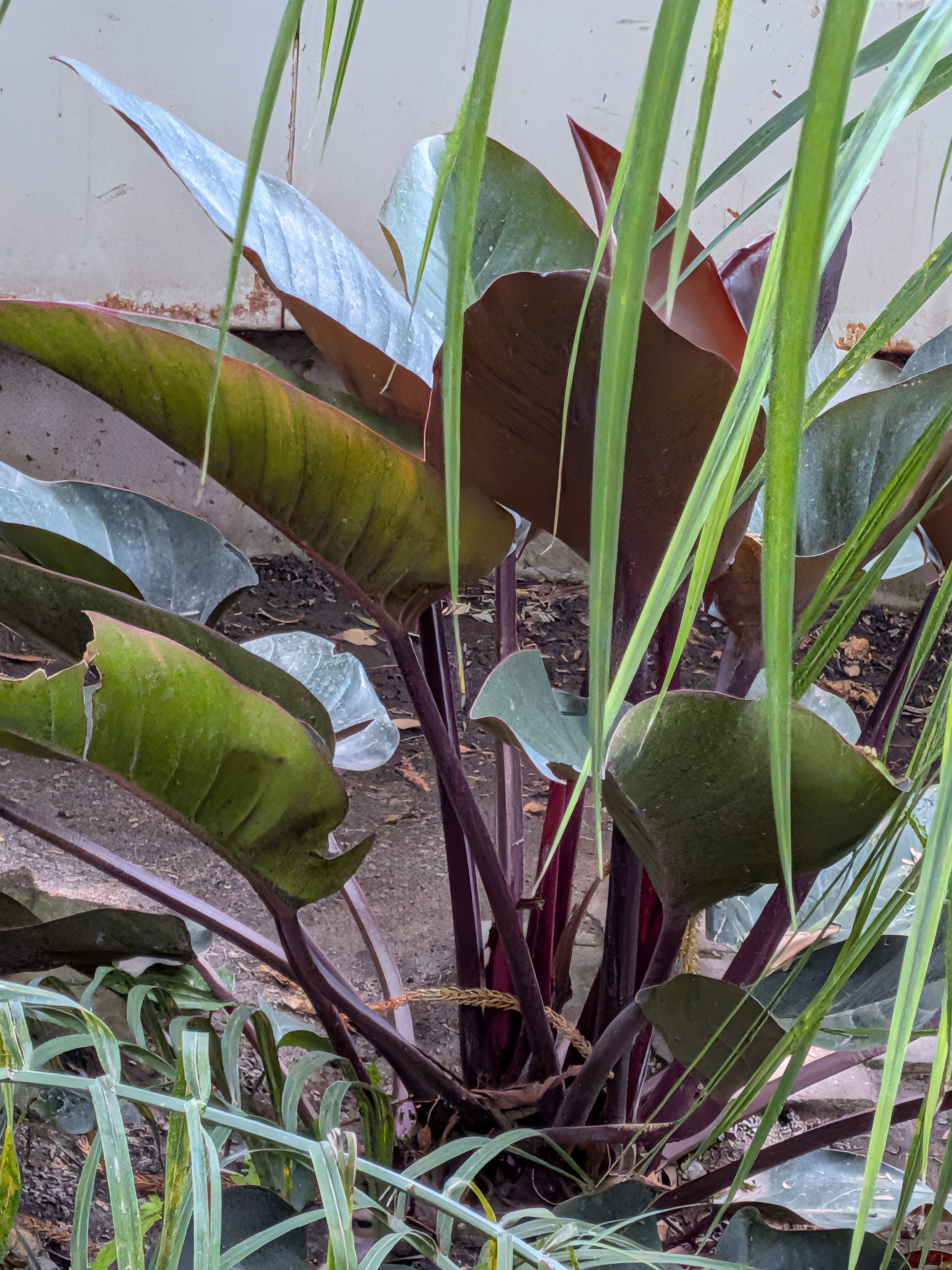 <p>Philodendron domesticum</p>