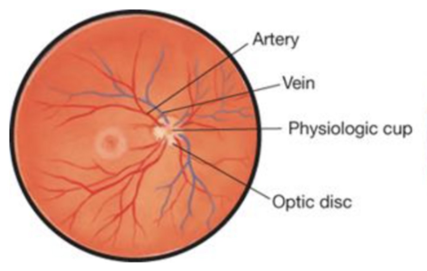 <p>- four pairs of vessels with arteries smaller than veins</p><p>- clear boarder for optic disk</p><p>- retina pink-orange</p><p>- Macula two disc lengths towards the ears in Relation to Disc</p>